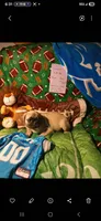 Vincent , a male Pug for sale in Bay City, MI – 1 of 9