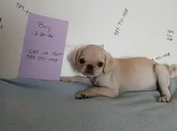 Gus gus, a male Pug for sale in Bay City, MI – 2 of 5