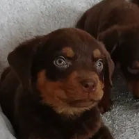 Good girl, a female Rottweiler for sale in Bay City, MI – Photo 1 of 5