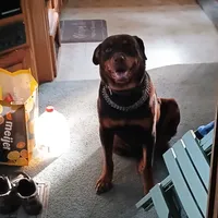 Good girl, a female Rottweiler for sale in Bay City, MI – Photo 5 of 5