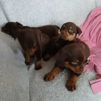 Good girl, a female Rottweiler for sale in Bay City, MI – Photo 4 of 5