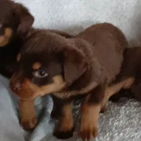 Good girl, a female Rottweiler for sale in Bay City, MI – Photo 3 of 5