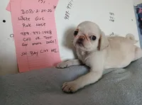 Gemma , a female Pug for sale in Bay City, MI – 4 of 6