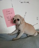 Gabby, a female Pug for sale in Bay City, MI – 4 of 5