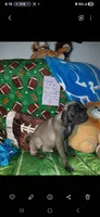 Silver platinum , a male Pug for sale in Bay City, MI – 8 of 10