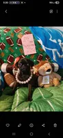 Venus, a female Pug for sale in Bay City, MI – 5 of 9