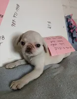 Gemma , a female Pug for sale in Bay City, MI – 2 of 6