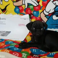 Fannie Mae, a female Pug for sale in Bay City, MI – Photo 4 of 8