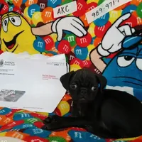 Fannie Mae, a female Pug for sale in Bay City, MI – Photo 6 of 8