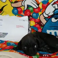 Fannie Mae, a female Pug for sale in Bay City, MI – Photo 2 of 8