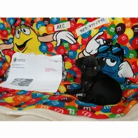 Fannie Mae, a female Pug for sale in Bay City, MI – Photo 7 of 8