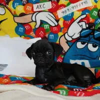 Fannie Mae, a female Pug for sale in Bay City, MI – Photo 8 of 8