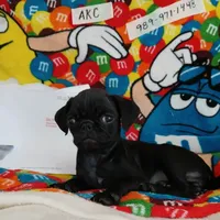 Fannie Mae, a female Pug for sale in Bay City, MI – Photo 3 of 8