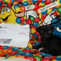 Fannie Mae, a female Pug for sale in Bay City, MI – Photo 5 of 8