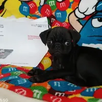 Fannie Mae, a female Pug for sale in Bay City, MI – Photo 1 of 8