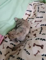 Brindle  sugar, a female Pug for sale in Bay City, MI – Photo 3 of 8