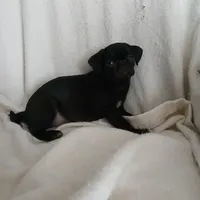 Black  sugar, a female Pug for sale in Bay City, MI – Photo 1 of 4