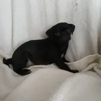 Black  sugar, a female Pug for sale in Bay City, MI – Photo 2 of 4