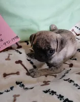 Brindle  sugar, a female Pug for sale in Bay City, MI – Photo 4 of 8