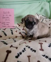 Brindle  sugar, a female Pug for sale in Bay City, MI – Photo 1 of 8
