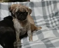 Brindle  sugar, a female Pug for sale in Bay City, MI – Photo 5 of 8