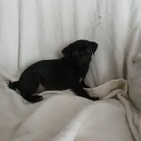 Black  sugar, a female Pug for sale in Bay City, MI – Photo 3 of 4