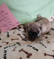 Brindle  sugar, a female Pug for sale in Bay City, MI – Photo 7 of 8