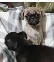 Brindle  sugar, a female Pug for sale in Bay City, MI – Photo 6 of 8