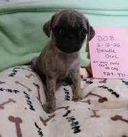 Brindle  sugar, a female Pug for sale in Bay City, MI – Photo 2 of 8