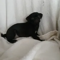 Black  sugar, a female Pug for sale in Bay City, MI – Photo 4 of 4