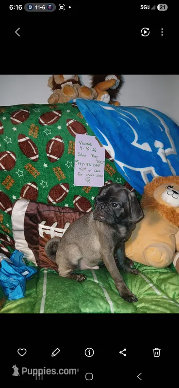 Silver platinum  – Pug puppy for sale in Bay City, MI