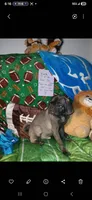 Silver platinum , a male Pug for sale in Bay City, MI – 1 of 10