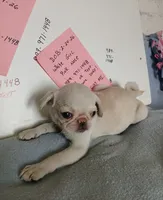 Gemma , a female Pug for sale in Bay City, MI – 6 of 6