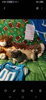 Vincent , a male Pug for sale in Bay City, MI – 6 of 9