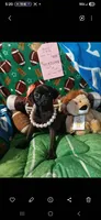 Venus, a female Pug for sale in Bay City, MI – 8 of 9
