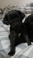 Gus gus, a male Pug for sale in Bay City, MI – 3 of 3