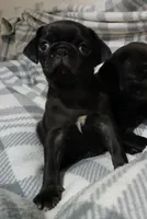 Gus gus, a male Pug for sale in Bay City, MI – 2 of 3