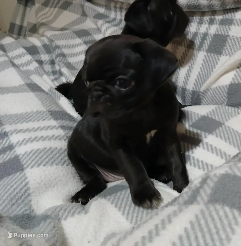 Gus gus – Pug puppy for sale in Bay City, MI