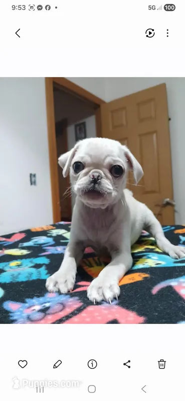 Gus gus – Pug puppy for sale in Bay City, MI