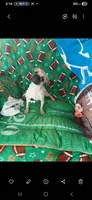  Fawn Gabby, a female Pug for sale in Bay City, MI – 5 of 6