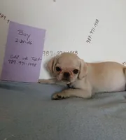 Gus gus, a male Pug for sale in Bay City, MI – 3 of 5
