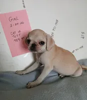 Gabby, a female Pug for sale in Bay City, MI – 5 of 5