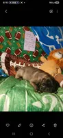 Silver platinum , a male Pug for sale in Bay City, MI – 10 of 10