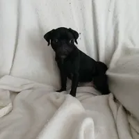 Casper, a female Pug for sale in Bay City, MI – Photo 4 of 7