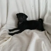 Casper, a female Pug for sale in Bay City, MI – Photo 5 of 7