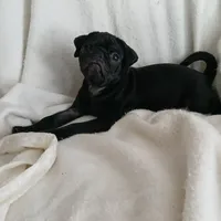 Casper, a female Pug for sale in Bay City, MI – Photo 7 of 7