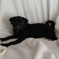 Casper, a female Pug for sale in Bay City, MI – Photo 2 of 7