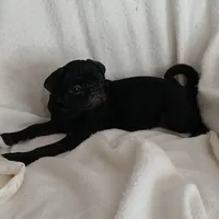 Casper, a female Pug for sale in Bay City, MI – Photo 3 of 7