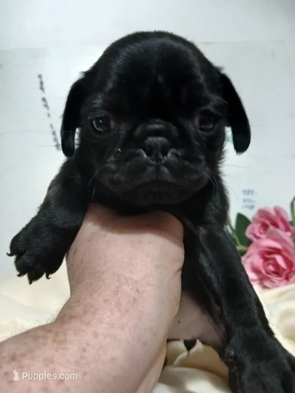 Gabby, a female Pug for sale in Bay City, MI – Photo 1 of 1