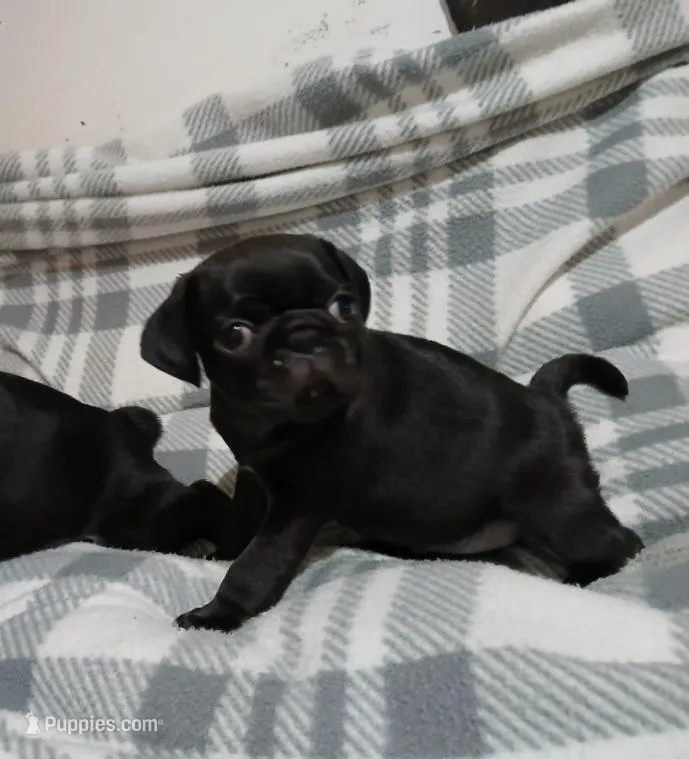 Gabby – Pug puppy for sale in Bay City, MI